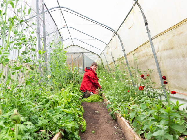 Polytunnel growing