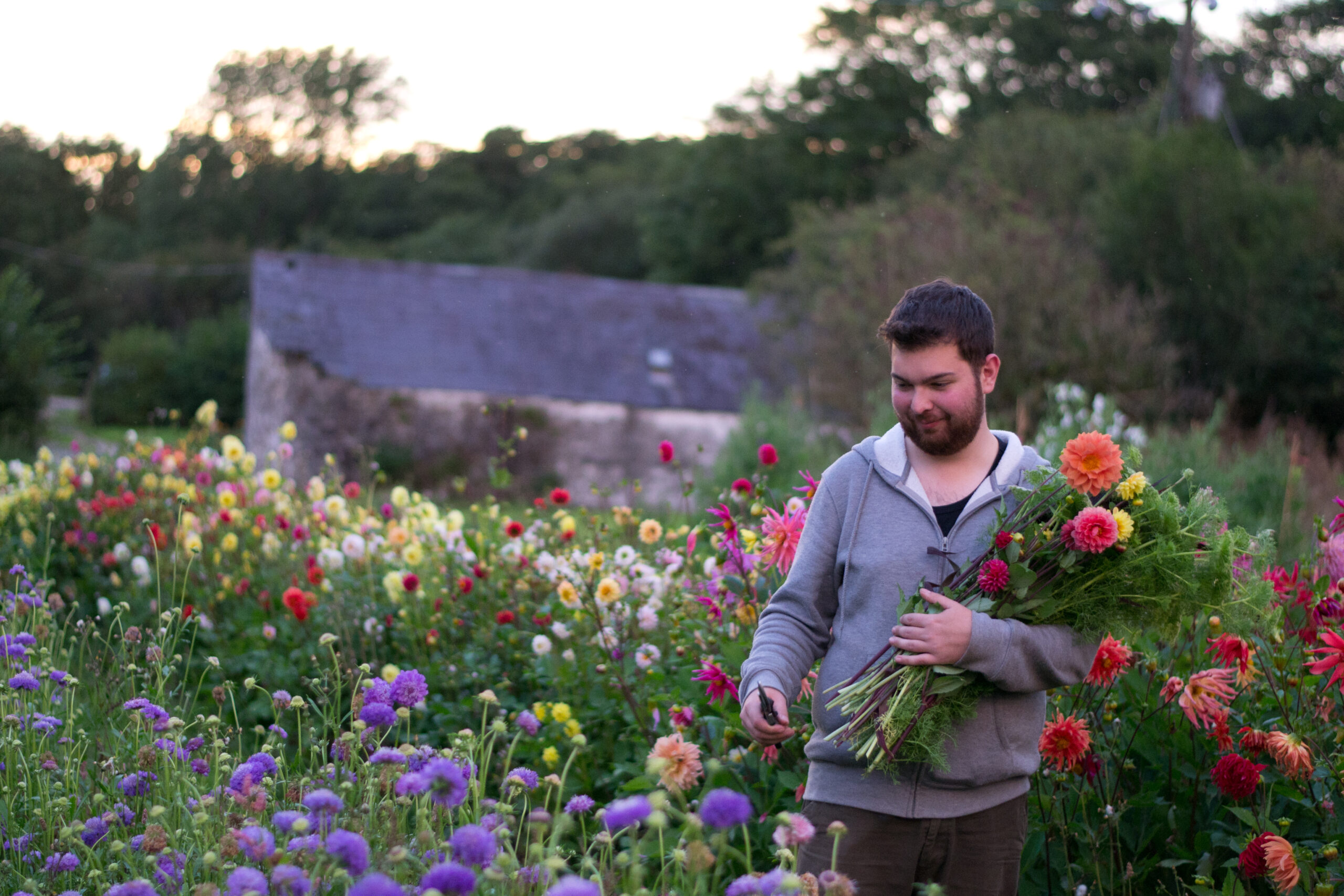 Alex of No.21 Flowers harvests brightly coloured dahlias from his flower farm as the sun sets in late summer.