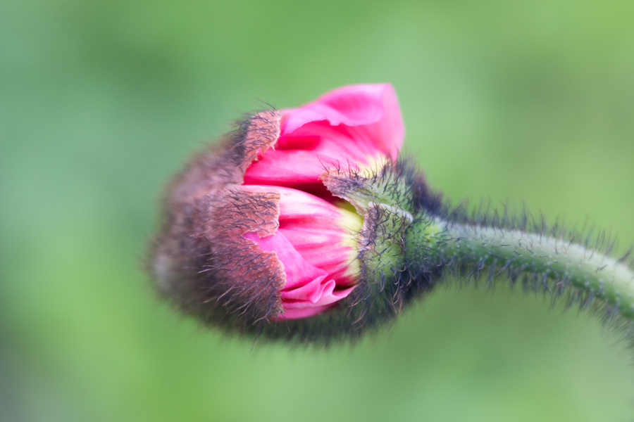 Pink Iceland poppy bud just about to burst at Plantpassion