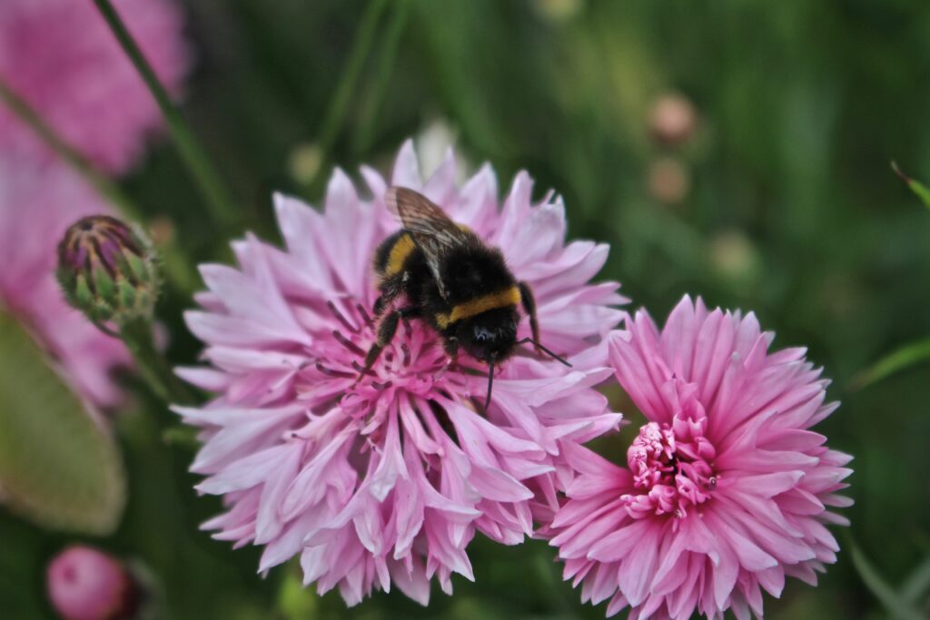 A bumble bee investigates a pale pink cornflower at Tuckshop Flowers.