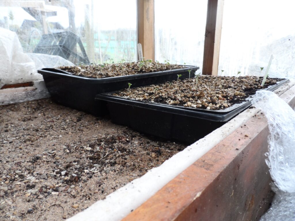 Homemade heated sand bed propagator made by Toria of Wildly Beautiful flowers