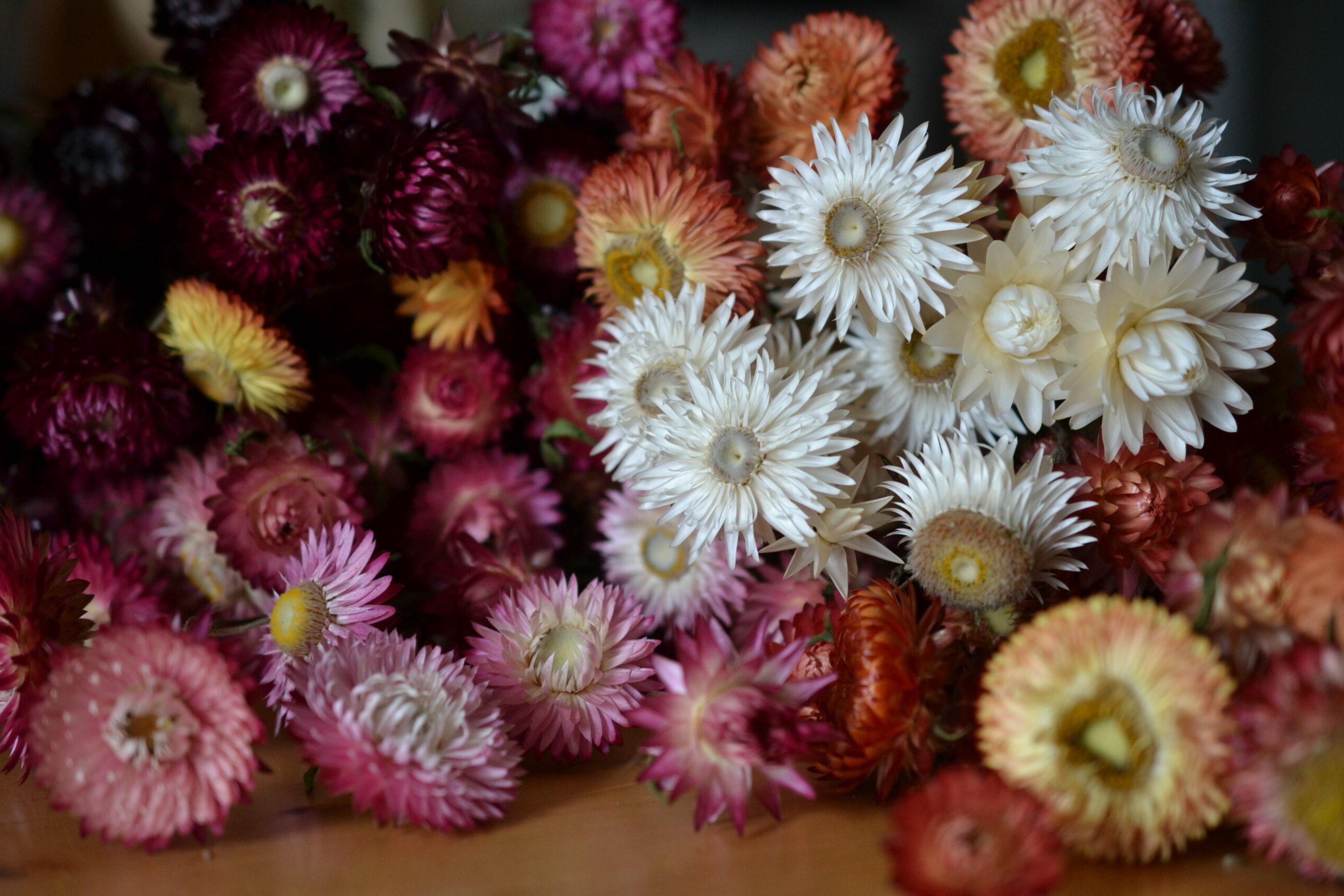 Dried strawflowers in many colours
