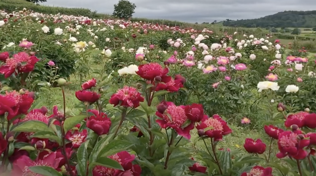 British grown peonies flowering at the peak of their growing season in Claire Austin Hardy Plants peony field on the Welsh Borders in early June.
