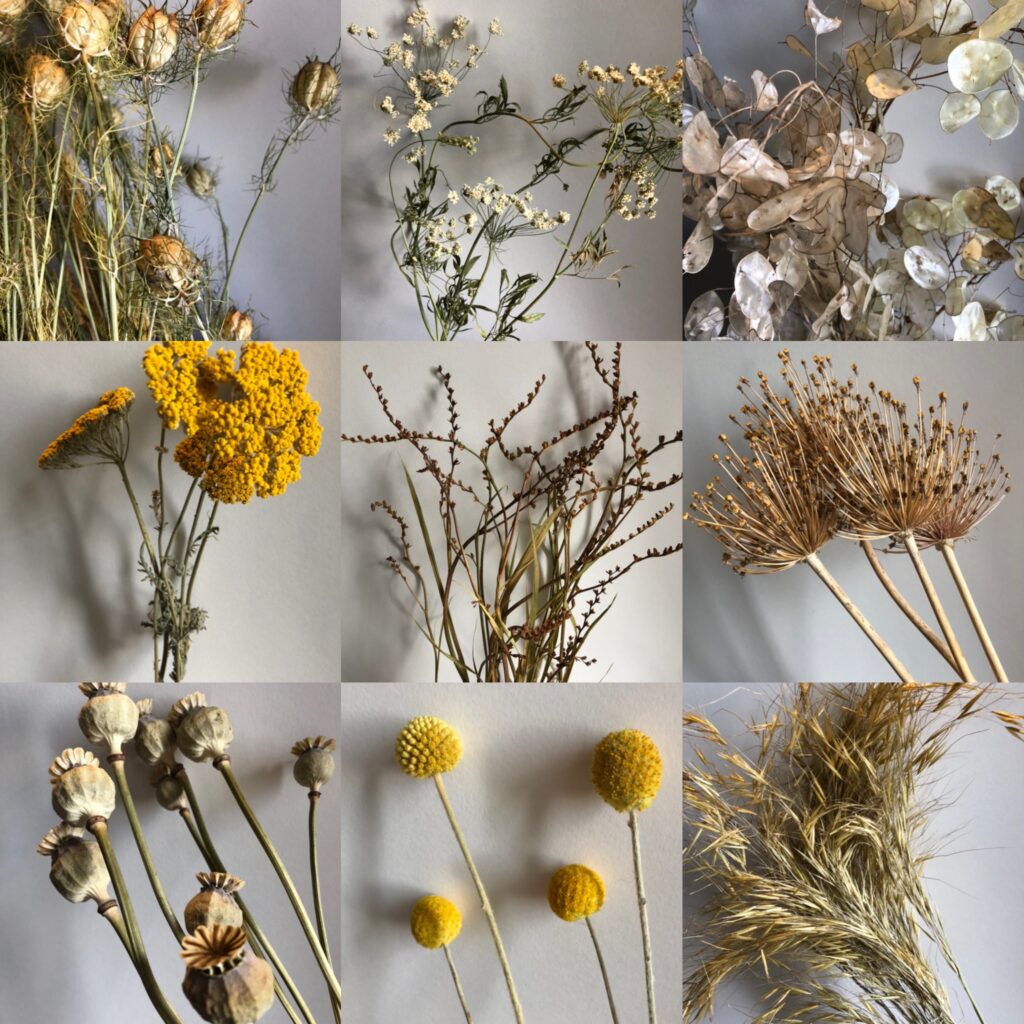 Some of the best flowers for drying