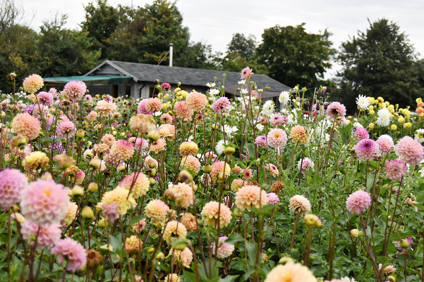 The dahlia plot at Organic Blooms, Bristol, awash with peachy and pink pom pom type dahlias with their flower shed in the background.