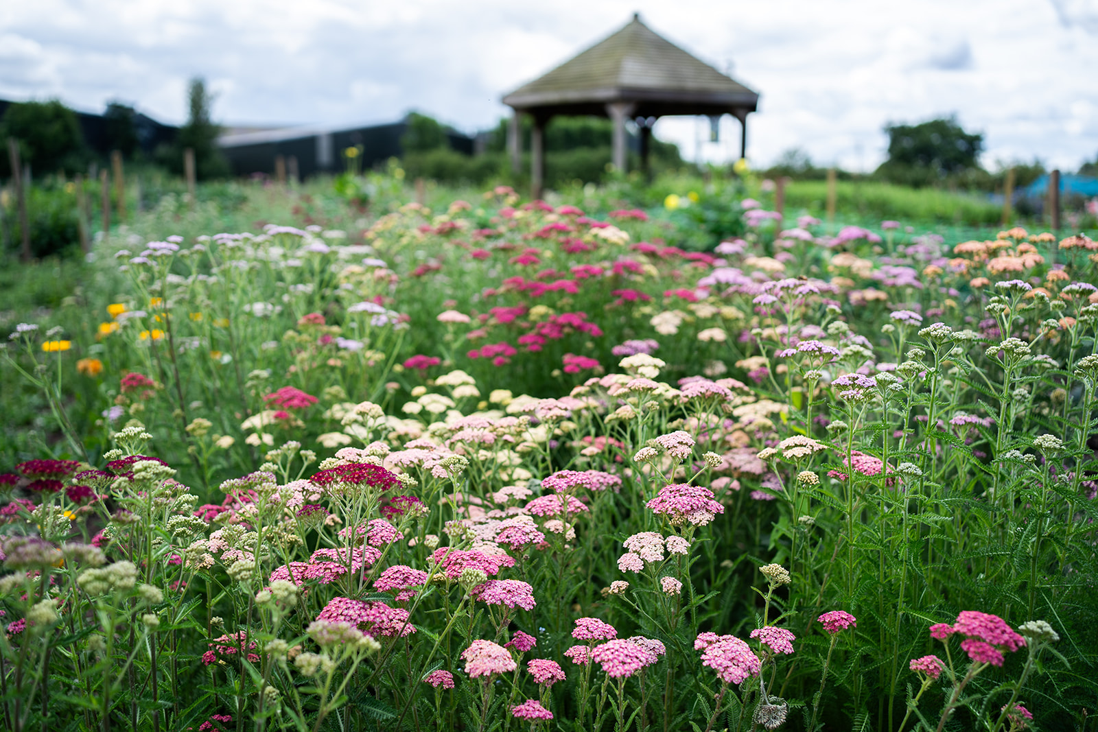 Flower Field at Organic Blooms
