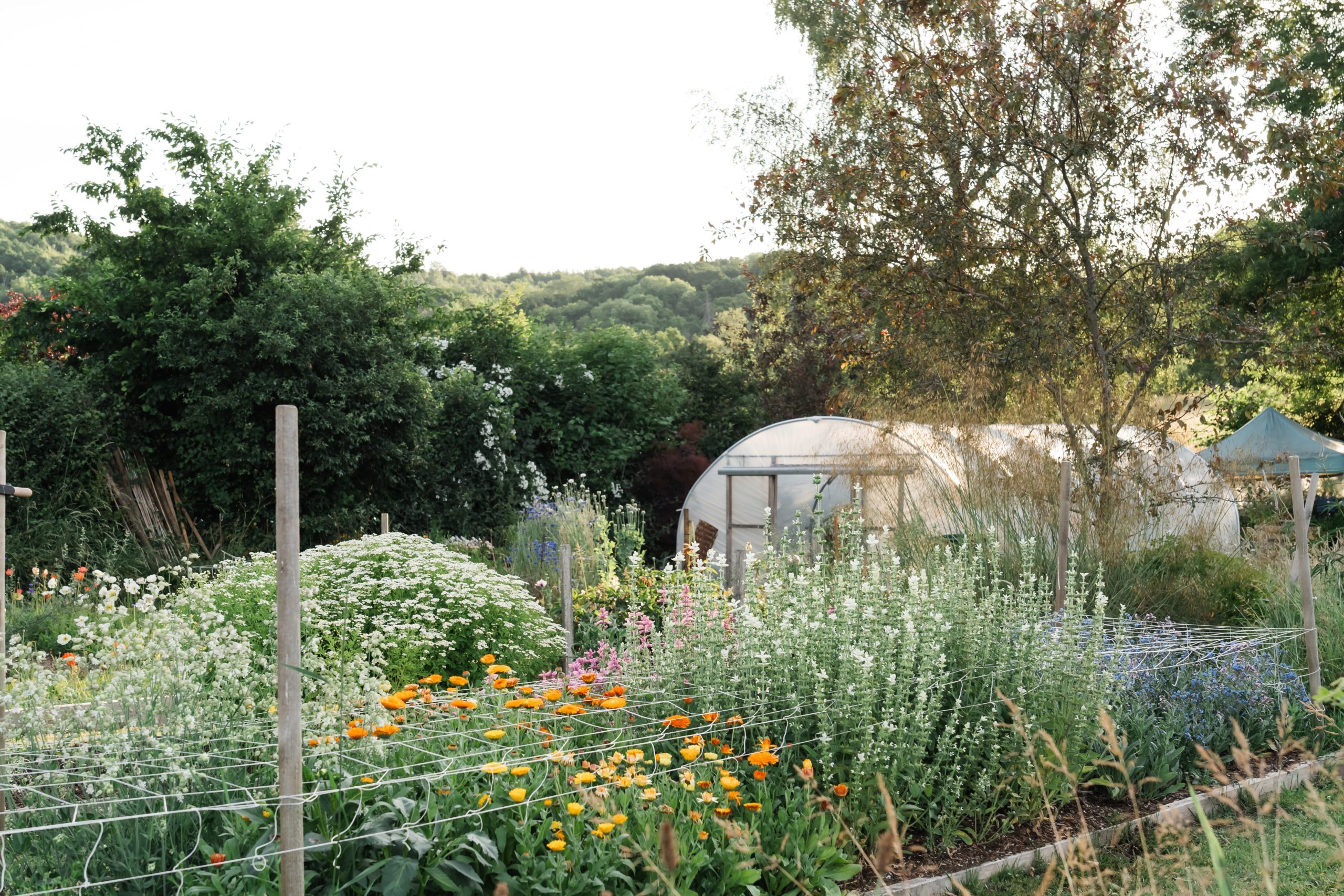 Compton Garden Flowers