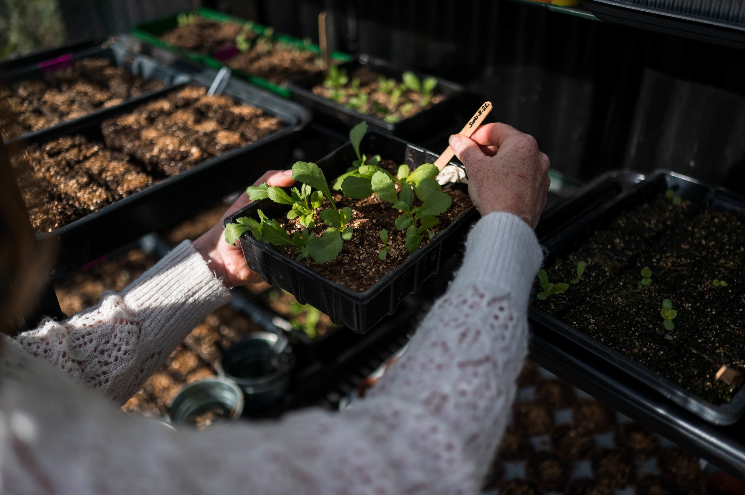 Seed sowing and growing for beginners - Sarah Hinchliffe
