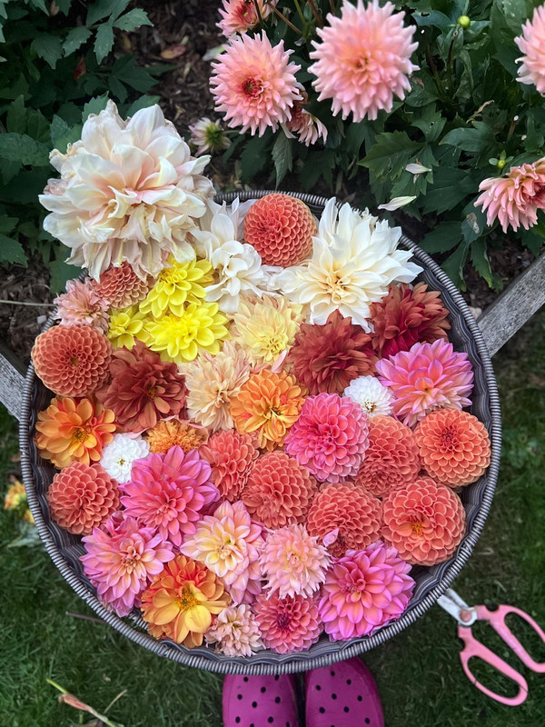 The Ultimate Dahlia Workshop with Alison Down