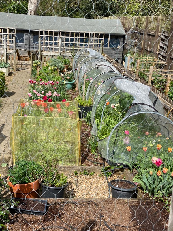 Design Your Own Cutting Garden with Alison Down