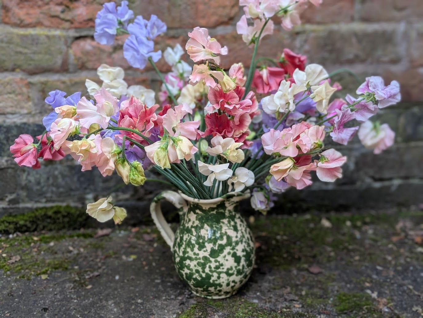 Seed to Scent - Growing Sweet Peas with Rosie Williams